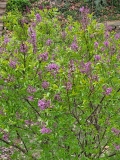 Duplex_20220419_MLD_MLD_1