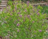 Duplex_20220419_MLD_MLD_2