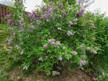 Duplex_20220503_MLD_MLD