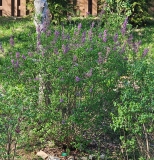 Duplex_20230413_MLD_MLD_2