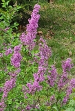 Duplex_20230415_MLD_MLD_2