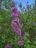 Duplex_20230415_MLD_MLD_4