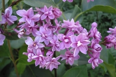Duplex (vulgaris)
