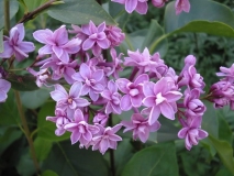 Duplex_vulgaris_TT_1