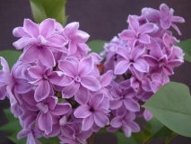 Duplex_vulgaris_TT_2