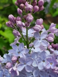 Dwight_D._Eisenhower_20210428_NYBG_MLD_3