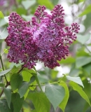 Dzhambul_201905_LMSU_TP