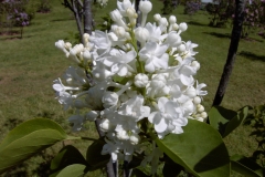 Early Double White