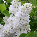 Ede_Upitis_Dobele_DUM_1