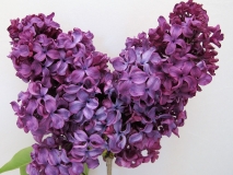 Edith_Braun_LNT