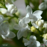 Edith_Cavell_2019_LM_CF