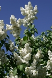 Edith_Cavell_MSU_BG_TP_1