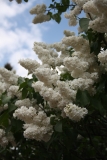 Edith_Cavell_MSU_BG_TP_3