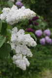 Edith_Cavell_TRD_TP_3