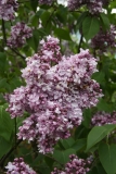 Edmond_About_2012_Nancy_TP_1