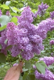Sierra Exif JPEG
