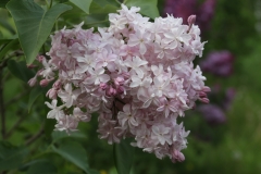 Edward_J_Gardner_2021_IP_dacha_TP_5