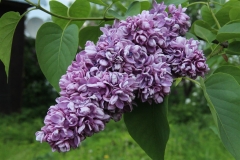 Ekaterina_Katukova_2020_Belgorod_TP_3