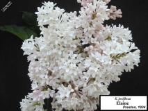 Elaine_LNT_1