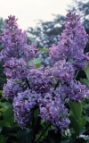 Eleanor_Berdeen_2006_RBG_CG_2