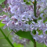 Eleanor_Berdeen_2019_LM_CF