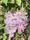 Eleanor_Berdeen_202305_MA_JM