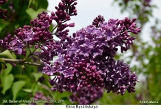 Elina_Bystritskaya_2019_AK_SB_1