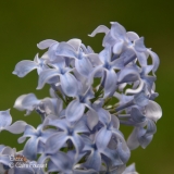 Elizzz_201906_LM_CF