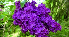 Elsa_Maasik_Estonia_IS_2
