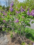 Elsdancer_20210428_NYBG_MLD_1