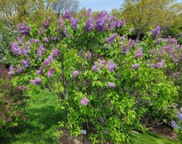 Elsdancer_20210428_NYBG_MLD_3