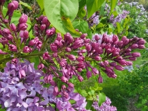 Elsdancer_20210428_NYBG_MLD_4