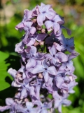 Elsdancer_20220511_LG_MLD