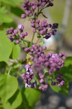 Elsie_Lenore_20130519_LM_CF