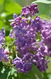 Elsie_Lenore_20130527_LM_CF