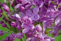 Elsie_Lenore_20160619_LM_CF