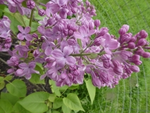 Elsie_Lenore_201906_RBG_MLD