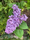 Elsie_Lenore_20220524_MN_KA