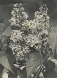 Emelyan_Yaroslavskii
