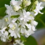 Emery_Mae_Norweb_201906_LM_CF