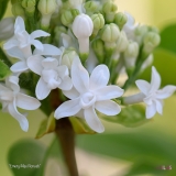 Emery_Mae_Norweb_2019_LM_CF