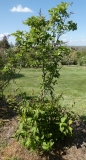 emodi_20200511_DA_MLD_1