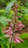 emodi_20200520_DA_MLD