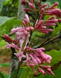 emodi_20200520_DA_MLD_2