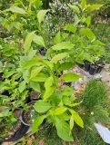 emodi_20240507_MLD_MLD