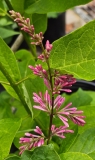 emodi_20240507_MLD_MLD_2