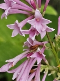 emodi_20240516_MLD_MLD_1