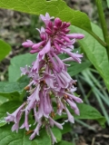 emodi_20240516_MLD_MLD_3