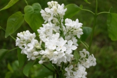 Engler Weisser Traum