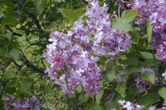 Enid